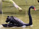 Black Swan (WWT Slimbridge July 2012) - pic by Nigel Key